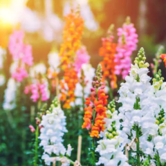 Sementes Antirrhinum Boca-de-Leão Anã (Sortida) ISLA - Cultiv.me