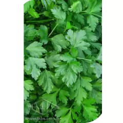 Sementes de Salsa/Salsinha Lisa (50g) ISLA - Cultiv.me
