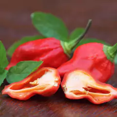 Sementes de Pimenta Bhut Jolokia Aimoré Super ISLA - comprar online