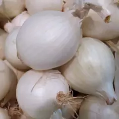 Sementes de Cebola White Creole Super ISLA - Cultiv.me