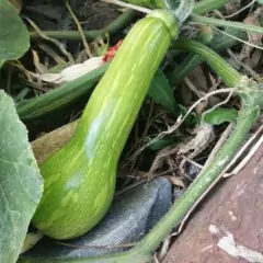 Sementes de Abobora Híbrida Sandy (100 Sementes) ISLA - loja online