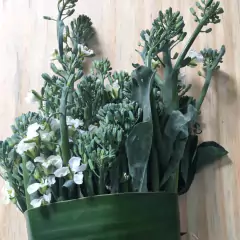 Sementes de Brócolis Ramoso Piracicaba TOPSEED - Cultiv.me