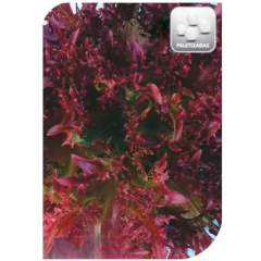 Sementes De Alface Atalaia Frisée Peletizada (100un) Isla