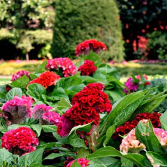 Imagem do Sementes de Celósia/Crista-de-Galo Anã (Sortida) ISLA