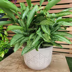 Vaso Tribo Redondo 42 (22L) Cor Cimento Queimado JAPI na internet