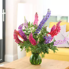 Sementes de Lupinos/ Tremoço de Jardim (Sortido) ISLA - comprar online