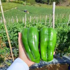 Imagem do Sementes de Pimentão Dahra R. Hibrido SUPER ISLA