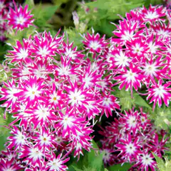Sementes de Phlox Estrelitsia (Sortida) TOPSEED - Cultiv.me