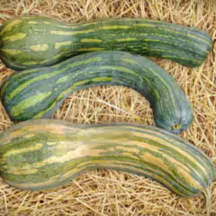 Sementes de Abóbora Menina Rajada Seca (50g) TOPSEED - comprar online