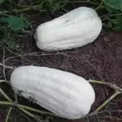 Sementes de Abobora Nova Caravela Super ISLA - Cultiv.me