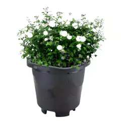 Vaso Plástico Redondo Extra Grande (26L) Preto INJEPLASTEC - loja online