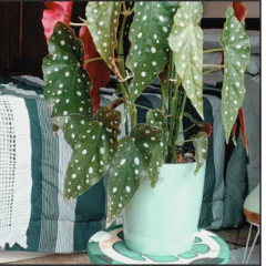 Vaso Orquídea (12x15cm) Verde Vintage VASART - comprar online