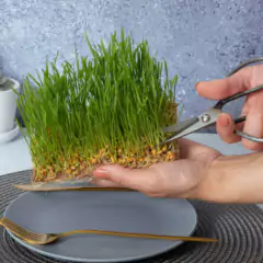 Imagem do Sementes Brotos Microverdes de Trigo Seival Super ISLA