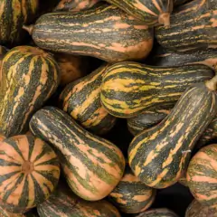 Imagem do Sementes de Abóbora Hibrida Bárbara (100 sementes) ISLA