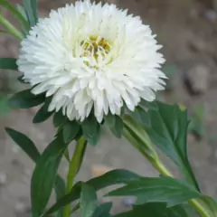 Sementes de Rainha Margarida Beauté D'Amerique TOPSEED - Cultiv.me