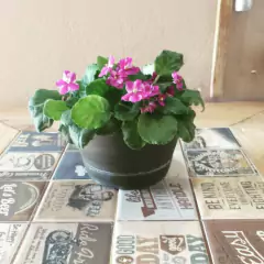 Cuia Veneza sem Prato (M-24x14,5) Tabaco RIQUEPLÁS - loja online