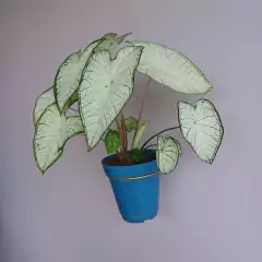 Imagem do Suporte em Aço para Vaso Toscana 14 (Dourado) RIQUEPLÁS