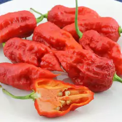 Sementes de Pimenta Bhut Jolokia Aimoré Super ISLA - loja online