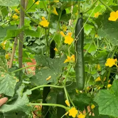 Imagem do Sementes de Pepino Híbrido Nagai Japonês (800mg) SUPER ISLA