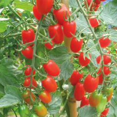 Imagem do Semente Tomate Sorbetto Híbrido Mini San Marzano (20) ISLA