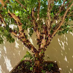 Fertilizante Orgânico para Frutas (330g) MR.SPIKE - loja online