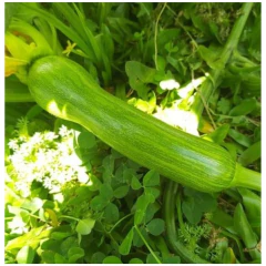 Sementes de Abóbora Menina Brasileira Precoce (50g) ISLA - loja online