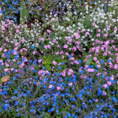 Imagem do Sementes de Gypsophila Elegans / Mosquitinho (Sortido) ISLA