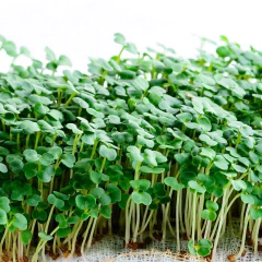 Imagem do Sementes Broto Microverdes Rúcula Cultivada (100g) ISLA