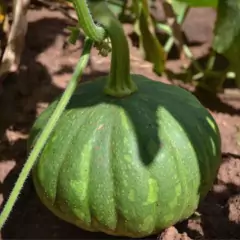Sementes de Abobora Moranga Coroa Super ISLA - comprar online