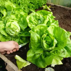 Sementes de Alface Aurélia (Manteiga) TOPSEED - loja online