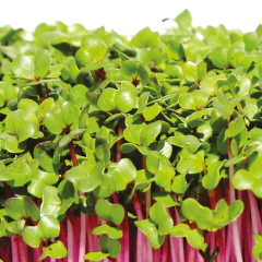 Imagem do Sementes Microverdes Rabanete Vermelho Saxa (100g) ISLA