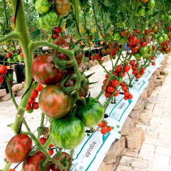 Semente Tomate Híbrido Coquetel Redondo Tigre (20) ISLA