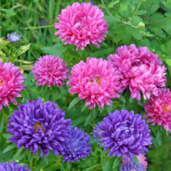 Sementes de Rainha Margarida Beauté D'Amerique TOPSEED