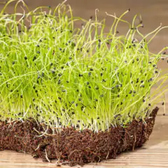 Imagem do Sementes Brotos Microverdes de Cebola Durga Super ISLA