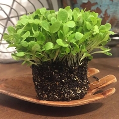 Sementes Brotos Microverdes de Alface Deva ISLA - comprar online