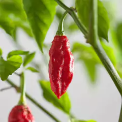 Sementes de Pimenta Bhut Jolokia Aimoré Super ISLA na internet
