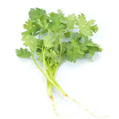Imagem do Sementes de Coentro Português (100g) TOPSEED