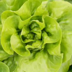 Sementes de Alface Aurélia (Manteiga) TOPSEED