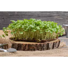 Sementes Brotos Microverdes de Rúcula Surya (500g) ISLA na internet