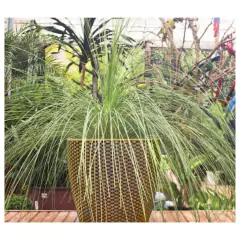 Vaso Treccia Redondo 24 (8,5L) Envelhecido NUTRIPLAN - Cultiv.me