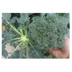 Sementes de Brócolis Calabrês de Cabeça Blueline TOPSEED