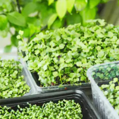 Sementes Brotos Microverdes de Almeirão FELTRIN - Cultiv.me