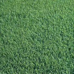 Sementes de Grama Bermuda com Casca (100g) TOPSEED - loja online