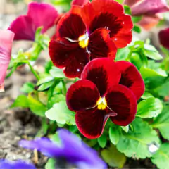 Sementes Amor-Perfeito Gigante Suíço (Vermelho) FELTRIN - loja online