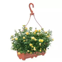 Floreira de Pendurar Cor Telha (1,5L) INJEPLASTEC na internet
