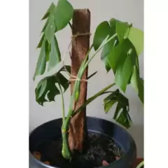 Estaca de Fibra de Coco Nutricoco (80X5X5) NUTRIPLAN - comprar online