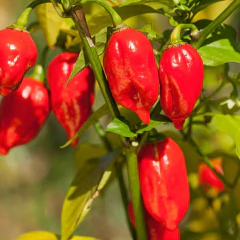 Sementes de Pimenta Bhut Jolokia Aimoré Super ISLA