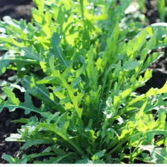 Sementes de Rúcula Selvática TOPSEED - comprar online