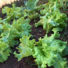 Sementes de Alface Crespa Simpson Select TOPSEED na internet