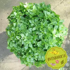 Sementes de Cravina Gaiety (Sortida) TOPSEED - comprar online